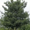 Steeneik Als Boom (Quercus Ilex) -Tuin Verhaal Verkoopwinkel quercusilex steeneikv01