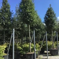 Steeneik Als Boom (Quercus Ilex) 23 Steeneik Als Boom (Quercus Ilex) -Tuin Verhaal Verkoopwinkel quercusilexv01