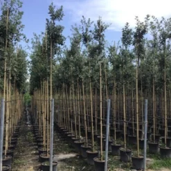 Steeneik Als Boom (Quercus Ilex) 25 Steeneik Als Boom (Quercus Ilex) -Tuin Verhaal Verkoopwinkel quercusilexv06