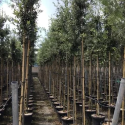 Steeneik Als Boom (Quercus Ilex) 27 Steeneik Als Boom (Quercus Ilex) -Tuin Verhaal Verkoopwinkel quercusilexv07