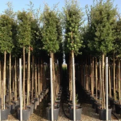 Steeneik Als Boom (Quercus Ilex) 28 Steeneik Als Boom (Quercus Ilex) -Tuin Verhaal Verkoopwinkel quercusilexv11