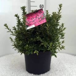 Japanse Azalea (Rhododendron 'Madame Van Hecke') 24 Japanse Azalea (Rhododendron 'Madame Van Hecke') -Tuin Verhaal Verkoopwinkel r. aj mme van hecke c10