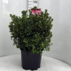 Japanse Azalea (Rhododendron 'Madame Van Hecke') 27 Japanse Azalea (Rhododendron 'Madame Van Hecke') -Tuin Verhaal Verkoopwinkel r. aj mme van hecke c15