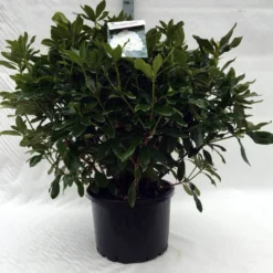 Rhododendron (Rhododendron 'Cunningham White') 33 Rhododendron (Rhododendron 'Cunningham White') -Tuin Verhaal Verkoopwinkel r. cunningh white c40