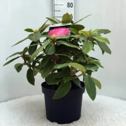 Rhododendron (Rhododendron 'Germania') -Tuin Verhaal Verkoopwinkel r. germania c10 50 cm