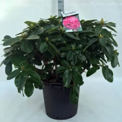 Rhododendron (Rhododendron 'Germania') -Tuin Verhaal Verkoopwinkel r. germania c30