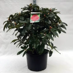 Rhododendron (Rhododendron 'Halfdan Lem') -Tuin Verhaal Verkoopwinkel r. halfdan lem c40