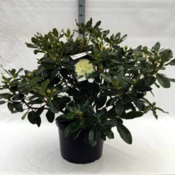 Rhododendron (Rhododendron 'Horizon Monarch') 40 Rhododendron (Rhododendron 'Horizon Monarch') -Tuin Verhaal Verkoopwinkel r. horizon monarch c40