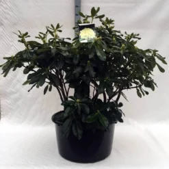 Rhododendron (Rhododendron 'Horizon Monarch') 37 Rhododendron (Rhododendron 'Horizon Monarch') -Tuin Verhaal Verkoopwinkel r. horizon monarch c80