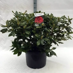 Rhododendron (Rhododendron 'Lord Roberts') 15 Rhododendron (Rhododendron 'Lord Roberts') -Tuin Verhaal Verkoopwinkel r. lord roberts c40