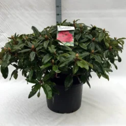 Rhododendron (Rhododendron 'Marie Forte') 21 Rhododendron (Rhododendron 'Marie Forte') -Tuin Verhaal Verkoopwinkel r. marie forte c40