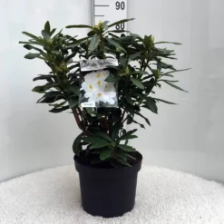 Rhododendron (Rhododendron 'Madame Masson') 34 Rhododendron (Rhododendron 'Madame Masson') -Tuin Verhaal Verkoopwinkel r. mme masson c10 50 cm