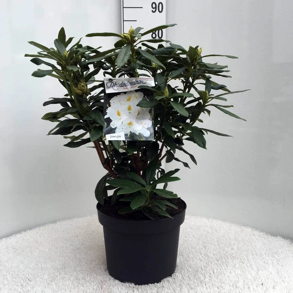 Rhododendron (Rhododendron 'Madame Masson') 15 Rhododendron (Rhododendron 'Madame Masson') - Afbeelding 13