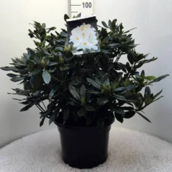 Rhododendron (Rhododendron 'Madame Masson') 35 Rhododendron (Rhododendron 'Madame Masson') -Tuin Verhaal Verkoopwinkel r. mme masson c20