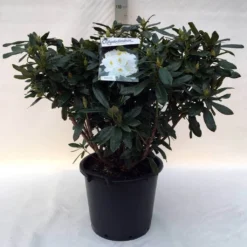 Rhododendron (Rhododendron 'Madame Masson') 40 Rhododendron (Rhododendron 'Madame Masson') -Tuin Verhaal Verkoopwinkel r. mme masson c30