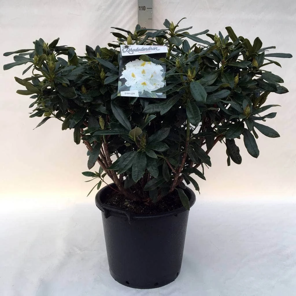 Rhododendron (Rhododendron 'Madame Masson') 21 Rhododendron (Rhododendron 'Madame Masson') - Afbeelding 19