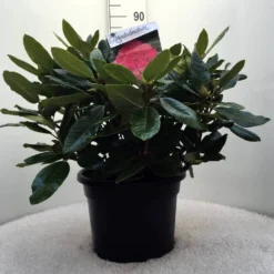 Rhododendron (Rhododendron 'American Beauty') -Tuin Verhaal Verkoopwinkel r. p.a. beauty c20