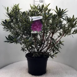 Bosrhododendron (Rhododendron Ponticum 'Variegatum') -Tuin Verhaal Verkoopwinkel r. pont. variegatum c20