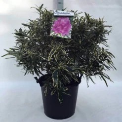 Bosrhododendron (Rhododendron Ponticum 'Variegatum') -Tuin Verhaal Verkoopwinkel r. pont. variegatum c30
