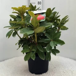 Rhododendron (Rhododendron 'Red Jack') -Tuin Verhaal Verkoopwinkel r. red jack c10 50 cm