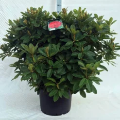 Rhododendron (Rhododendron 'Red Jack') -Tuin Verhaal Verkoopwinkel r. red jack c40