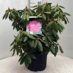 Rhododendron (Rhododendron 'Roseum Elegans') -Tuin Verhaal Verkoopwinkel r. roseum elegans c10 50 cm