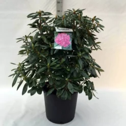 Rhododendron (Rhododendron 'Roseum Elegans') -Tuin Verhaal Verkoopwinkel r. roseum elegans c30