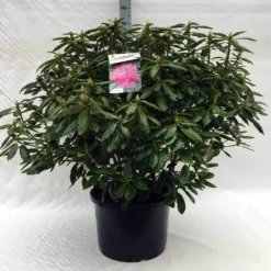 Rhododendron (Rhododendron 'Roseum Elegans') -Tuin Verhaal Verkoopwinkel r. roseum elegans c40