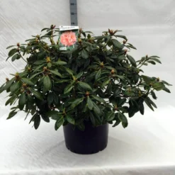 Rhododendron (Rhododendron 'Virginia Richards') -Tuin Verhaal Verkoopwinkel r. virginia richards c40