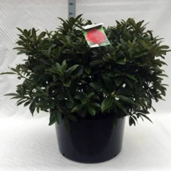 Rhododendron (Rhododendron 'Wilgen's Ruby') -Tuin Verhaal Verkoopwinkel r. wilgens ruby c80