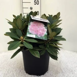 Dwergrhododendron (Rhododendron 'Dreamland') 23 Dwergrhododendron (Rhododendron 'Dreamland') -Tuin Verhaal Verkoopwinkel r. y dreamland c5