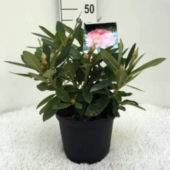 Rhododendron (Rhododendron 'Percy Wiseman') -Tuin Verhaal Verkoopwinkel r. y percy wiseman c5