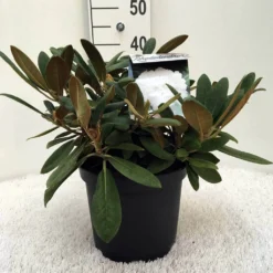 Dwergrhododendron (Rhododendron 'Porzellan') -Tuin Verhaal Verkoopwinkel r. y porzelan c5