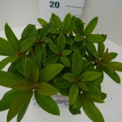 Rhododendron (Rhododendron 'Red Jack') -Tuin Verhaal Verkoopwinkel red jack c2 boven