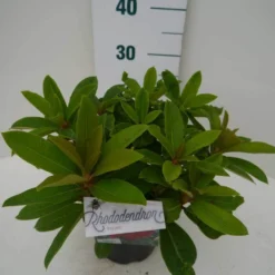 Rhododendron (Rhododendron 'Red Jack') -Tuin Verhaal Verkoopwinkel red jack c2 zij