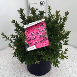 Japanse Azalea (Rhododendron 'Madame Van Hecke') 25 Japanse Azalea (Rhododendron 'Madame Van Hecke') -Tuin Verhaal Verkoopwinkel rh. aj mme van hecke c10