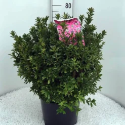 Japanse Azalea (Rhododendron 'Madame Van Hecke') 28 Japanse Azalea (Rhododendron 'Madame Van Hecke') -Tuin Verhaal Verkoopwinkel rh. aj mme van hecke c15