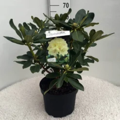 Rhododendron (Rhododendron 'Horizon Monarch') 33 Rhododendron (Rhododendron 'Horizon Monarch') -Tuin Verhaal Verkoopwinkel rh. horizon monarch c10 50 cm