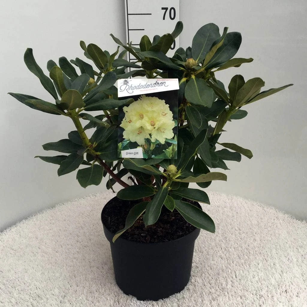 Rhododendron (Rhododendron 'Horizon Monarch') 14 Rhododendron (Rhododendron 'Horizon Monarch') - Afbeelding 12