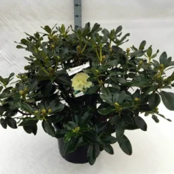 Rhododendron (Rhododendron 'Horizon Monarch') 39 Rhododendron (Rhododendron 'Horizon Monarch') -Tuin Verhaal Verkoopwinkel rh. horizon monarch c40