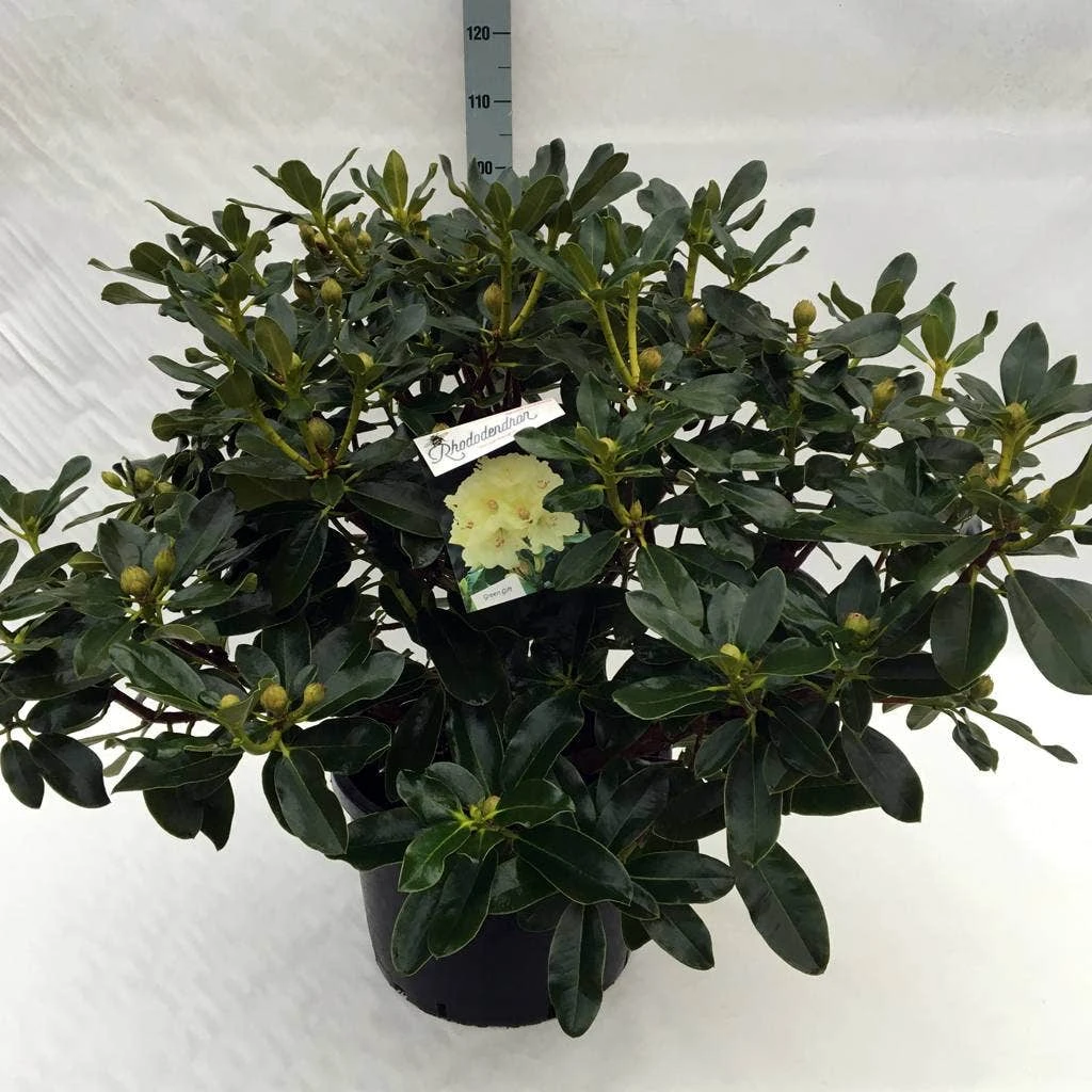 Rhododendron (Rhododendron 'Horizon Monarch') 20 Rhododendron (Rhododendron 'Horizon Monarch') - Afbeelding 18