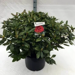 Rhododendron (Rhododendron 'Lord Roberts') 14 Rhododendron (Rhododendron 'Lord Roberts') -Tuin Verhaal Verkoopwinkel rh. lord roberts c40