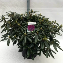 Rhododendron (Rhododendron 'Marcel Menard') -Tuin Verhaal Verkoopwinkel rh. marcel menard c40