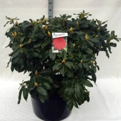 Rhododendron (Rhododendron 'Markeeta's Prize') -Tuin Verhaal Verkoopwinkel rh. markeeta s prize c80