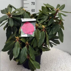 Rhododendron (Rhododendron 'American Beauty') -Tuin Verhaal Verkoopwinkel rh. p. a. beauty c10 50 cm