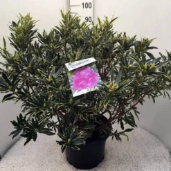 Bosrhododendron (Rhododendron Ponticum 'Variegatum') -Tuin Verhaal Verkoopwinkel rh. pont. variegatum c20