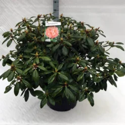 Rhododendron (Rhododendron 'Virginia Richards') -Tuin Verhaal Verkoopwinkel rh. virginia richards c40