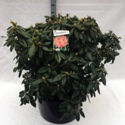 Rhododendron (Rhododendron 'Virginia Richards') -Tuin Verhaal Verkoopwinkel rh. virginia richards c80