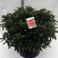 Rhododendron (Rhododendron 'Wilgen's Ruby') -Tuin Verhaal Verkoopwinkel rh. wilgens ruby c80