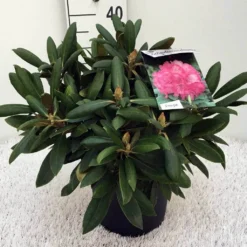 Dwergrhododendron (Rhododendron 'Polaris') -Tuin Verhaal Verkoopwinkel rh. y polaris c5